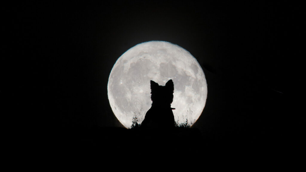 Vous pouvez voter pour la photo astronomique la plus majestueuse de 2020 ! (vidéo sur Bidfoly.com) Par Nelly Lesage (Numérama) Kirsty-paton-lune-chien-1024x576