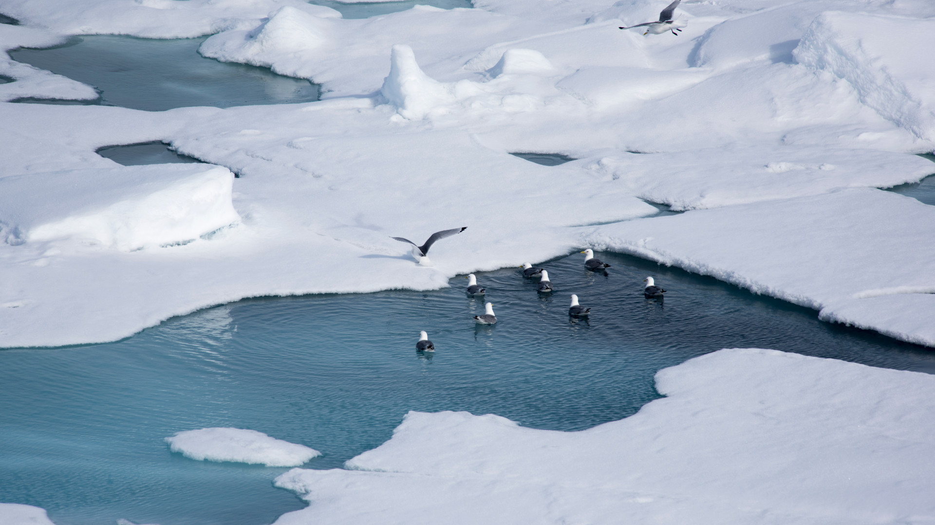 Sciences. Comment le sel fait-il fondre la glace ?