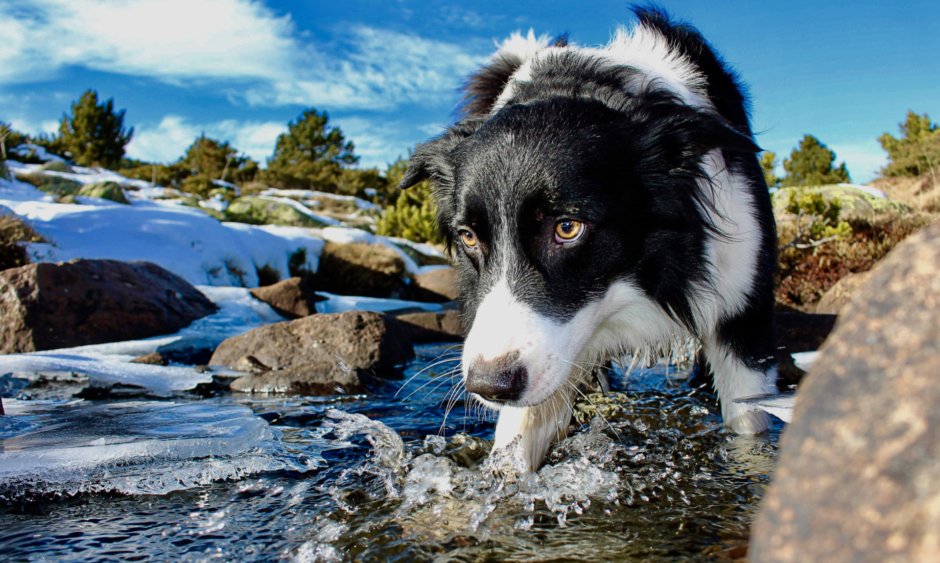 Animaux Et Canicule Les Bons Gestes Pour Les Aider Pendant Les Fortes Chaleurs Numerama