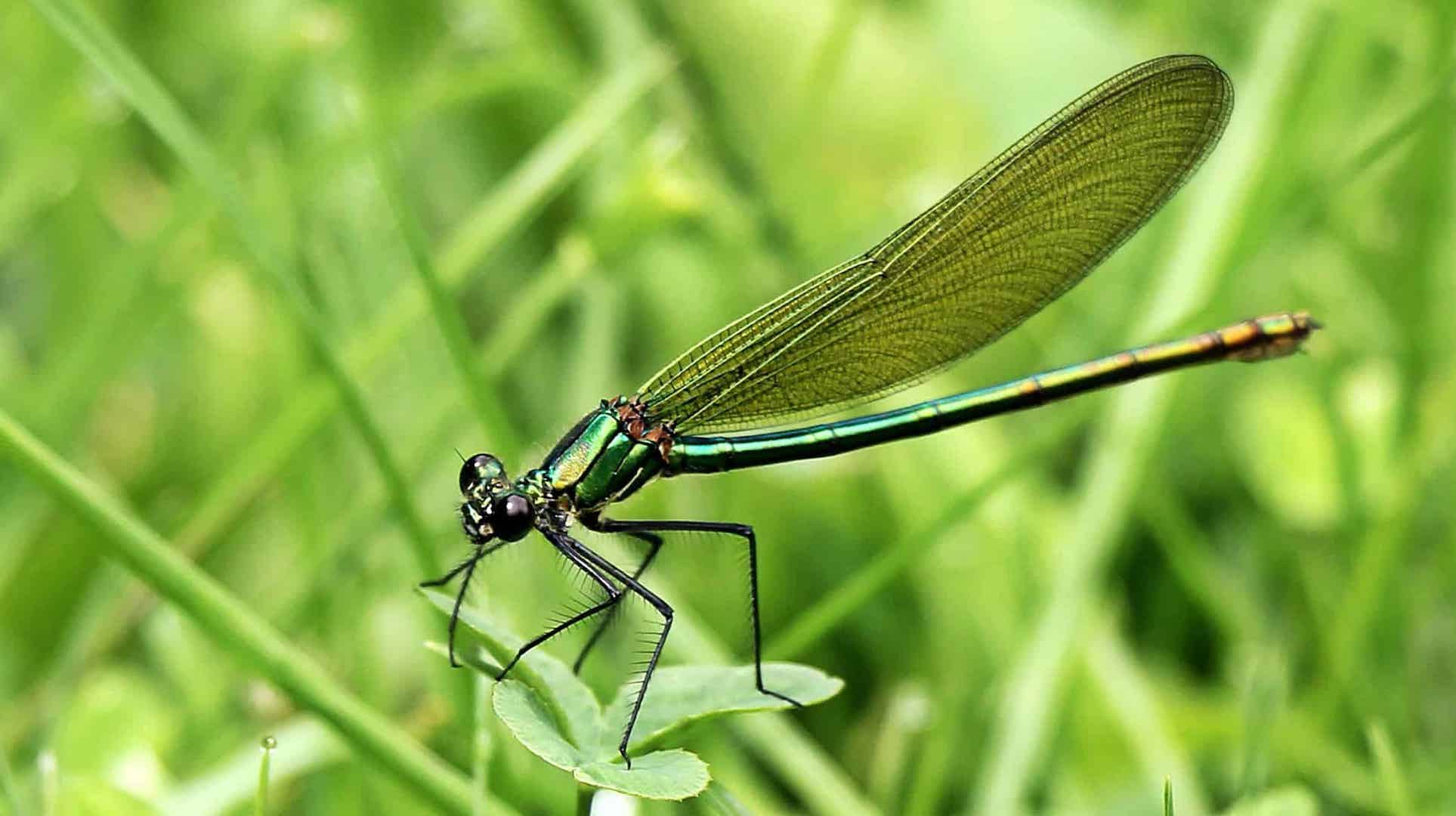 Cette IA classe les espèces d’insectes avant qu’elles ne s’éteignent