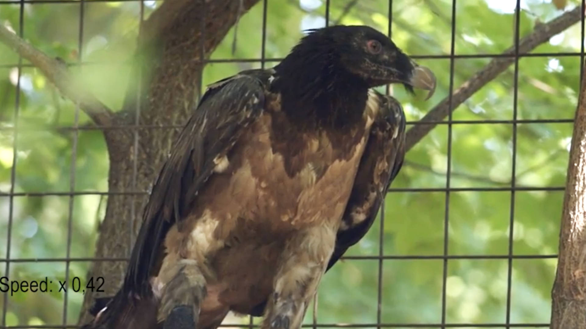 Ce vautour doté d’une prothèse est le « premier oiseau bionique »