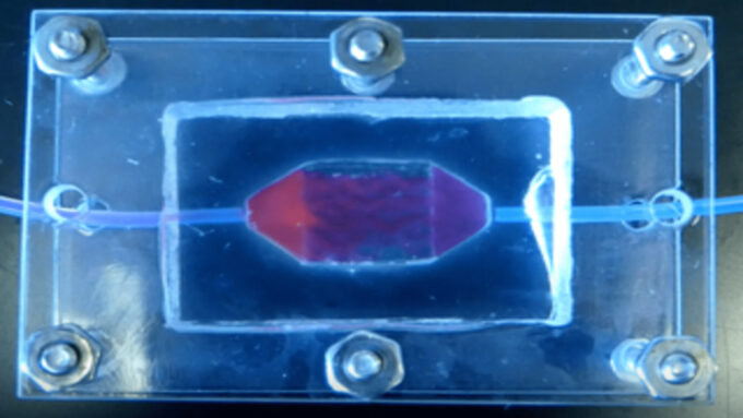 Test de perfusion sur un tissu humain créé en laboratoire