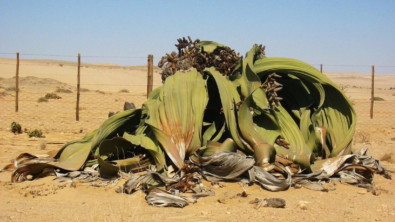 Welwitschia mirabilis Welwitschia-1-1536x864
