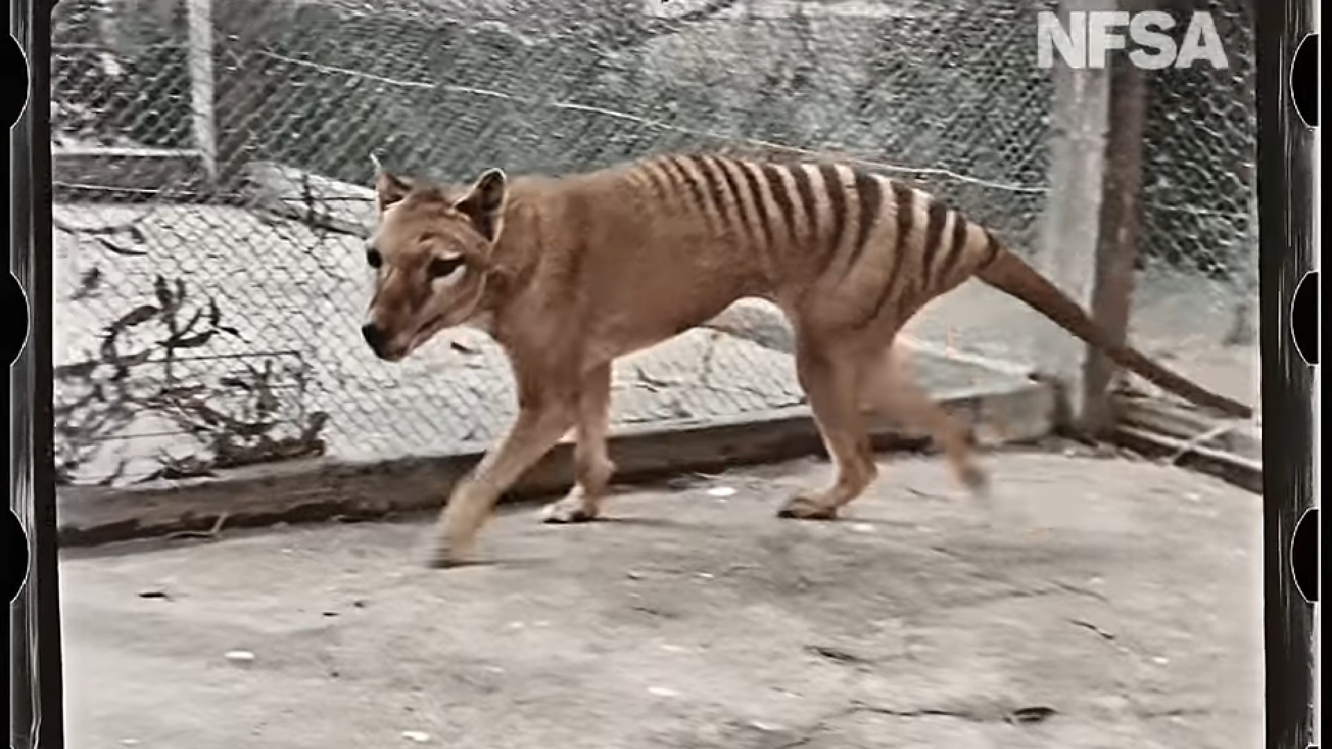 La colorisation d'une vidéo de 1933 fait renaître le tigre de Tasmanie,  éteint en 1936 - Numerama