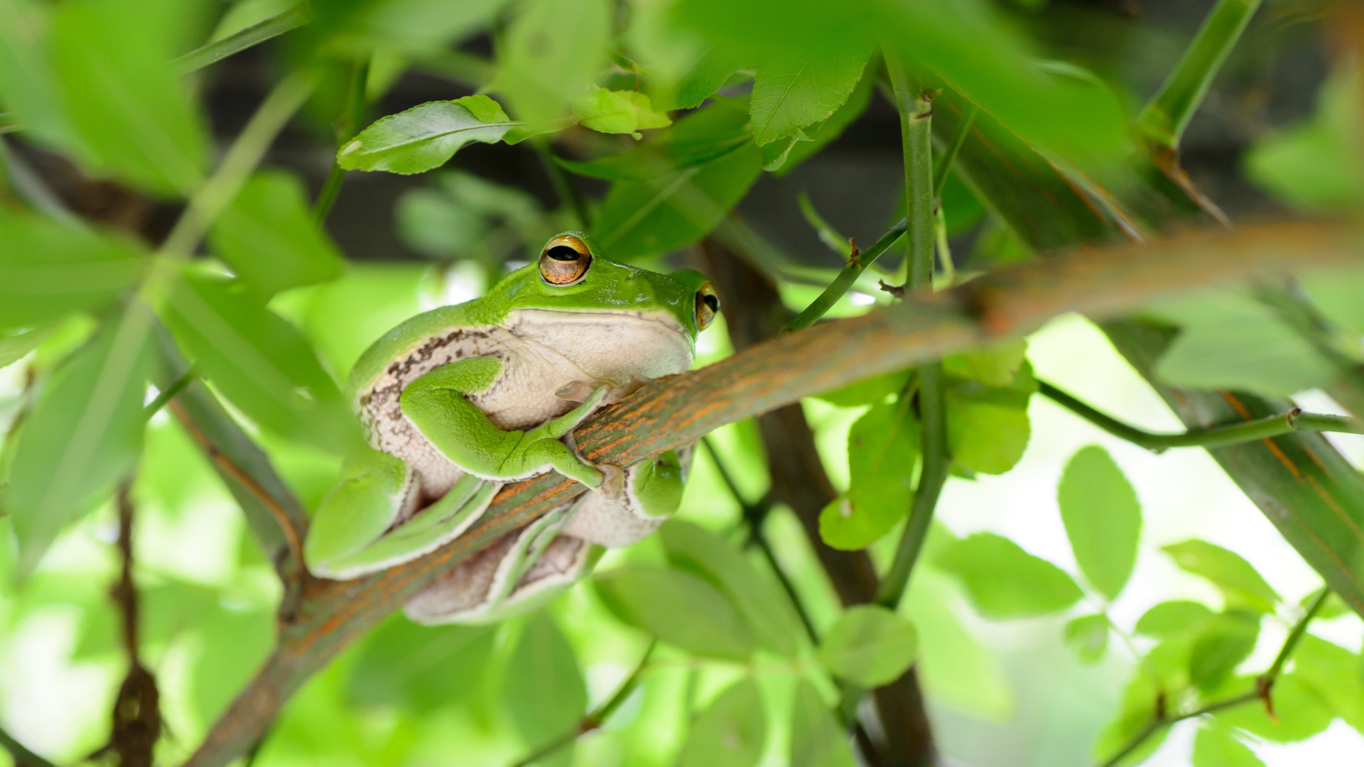 Écologie : cette grenouille a modifié son chant nuptial pour l'isoler du  bruit des voitures - Science et vie