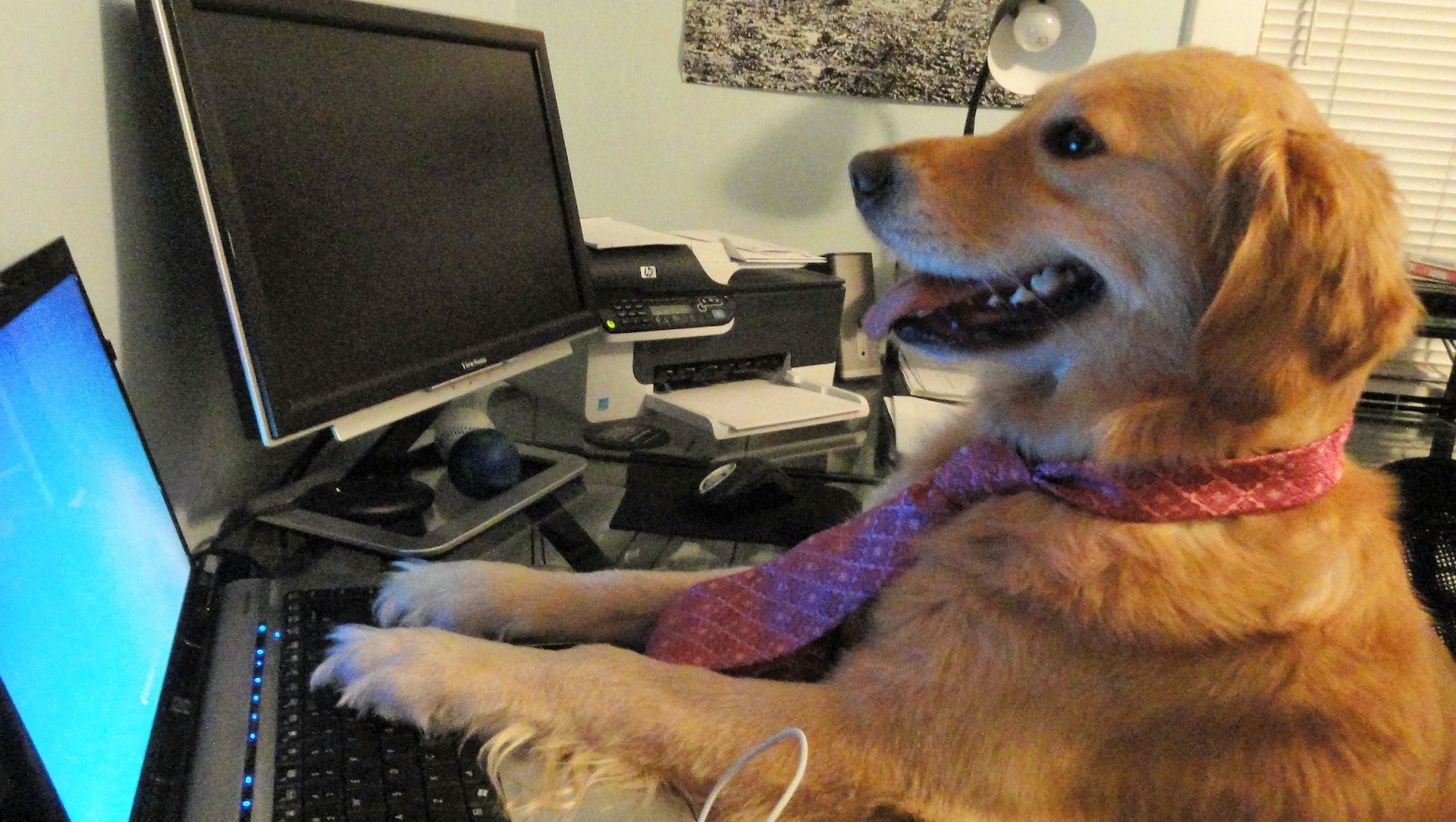 When you re here. Собачка за компьютером. Собака за ноутбуком. Пес за компьютером. Щенок за компом.