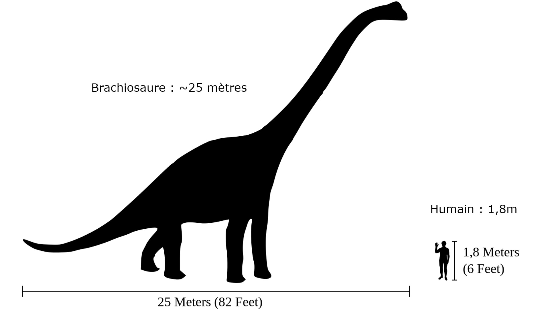 Présentation : LES DINOSAURES ET AUTRES ANIMAUX