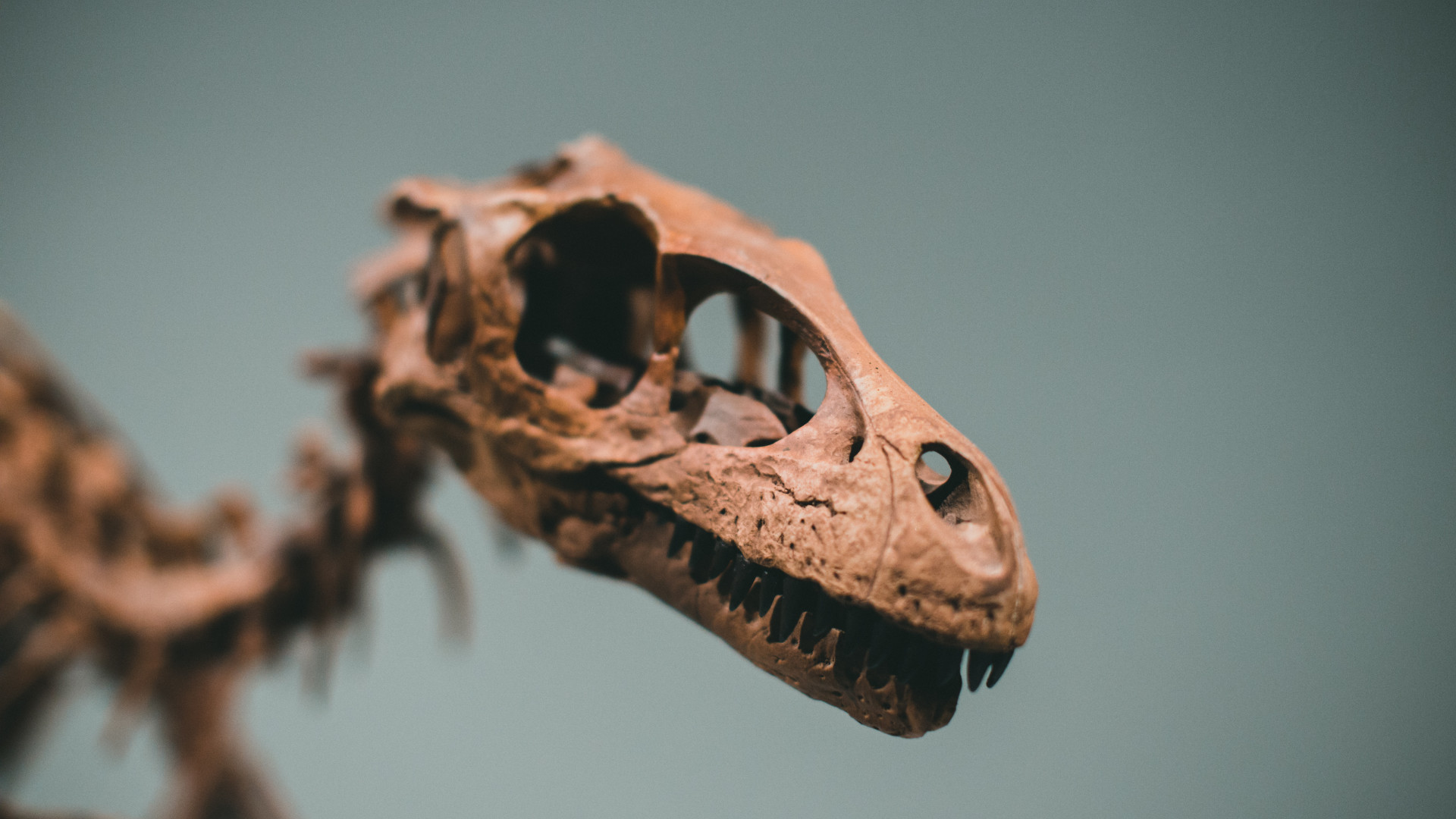 Tout savoir sur les dinosaures en 15 questions - Numerama