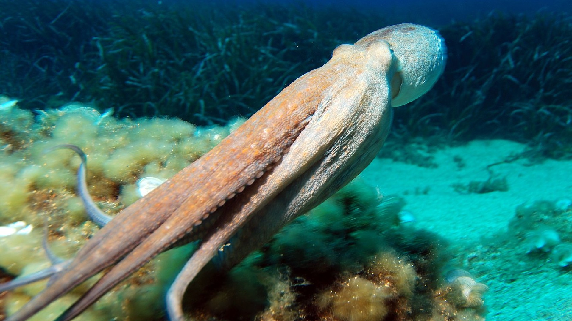 Первые головоногие моллюски. Морские головоногие моллюски. Каракатица. Гектокотиль. Самый долгоживущий морской обитатель.