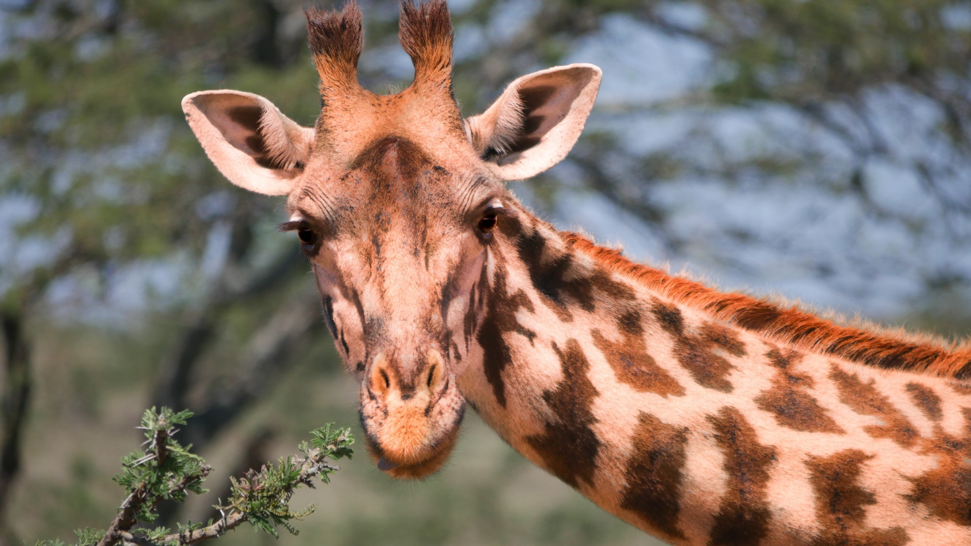 Pourquoi les girafes ont-elles un si long cou ? - Numerama