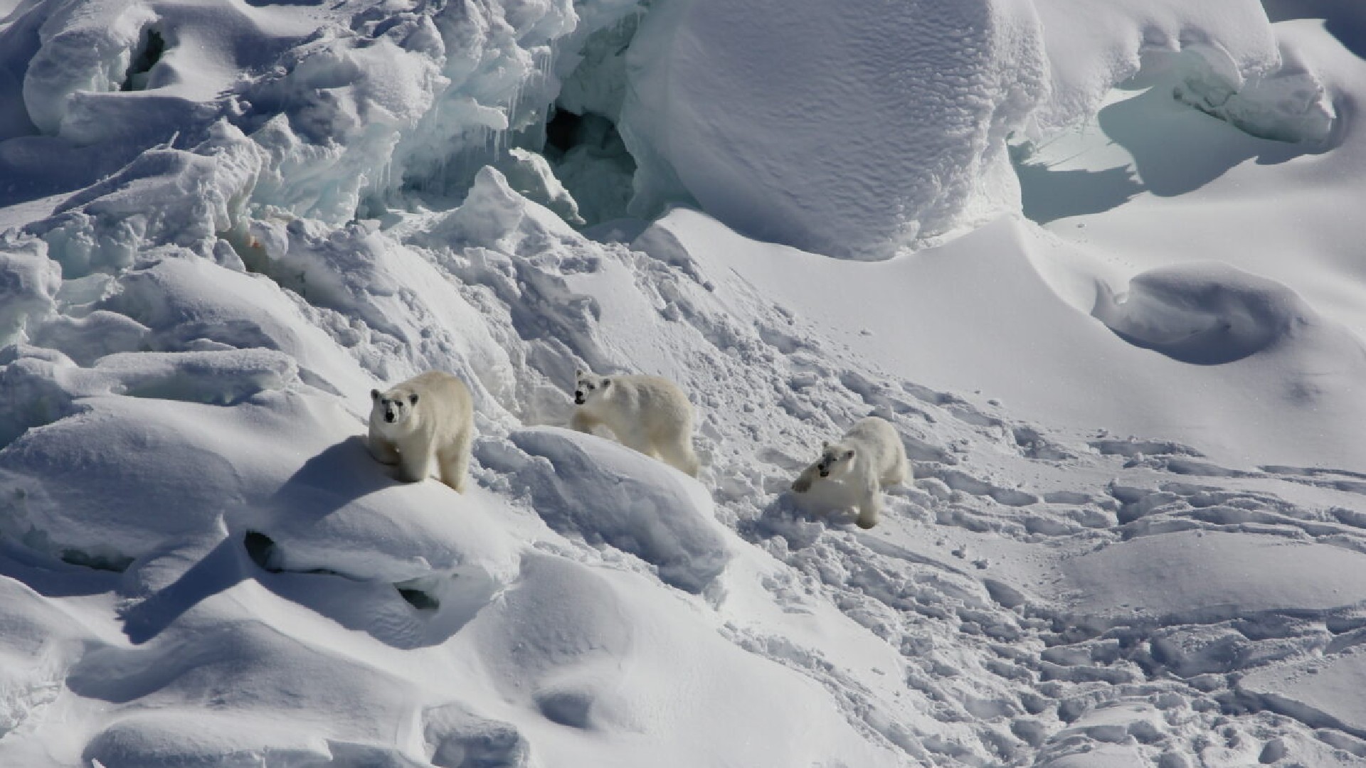 Une population secrète d'ours polaires découverte dans un endroit inédit