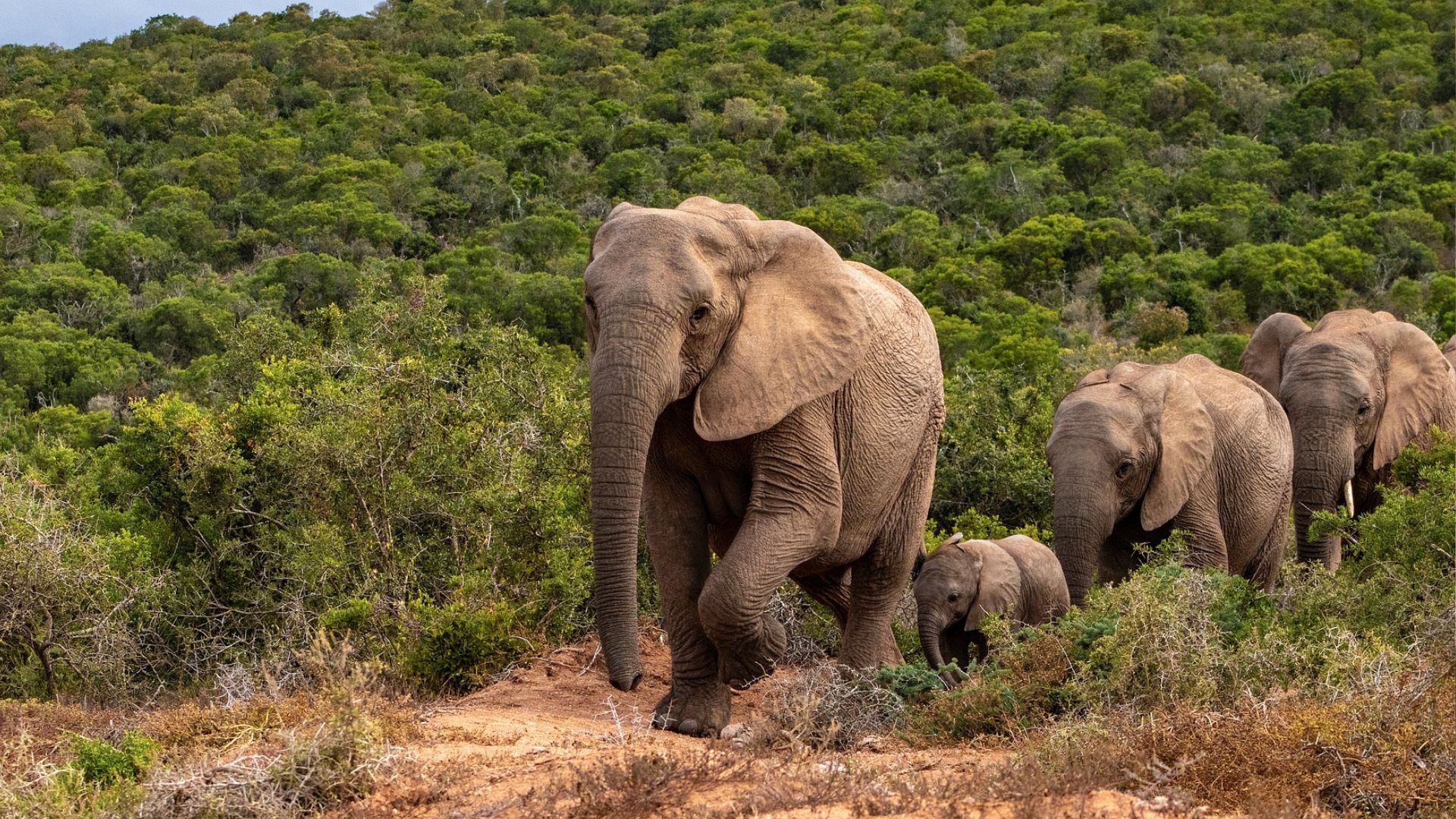 Ce que vous devez savoir sur les éléphants