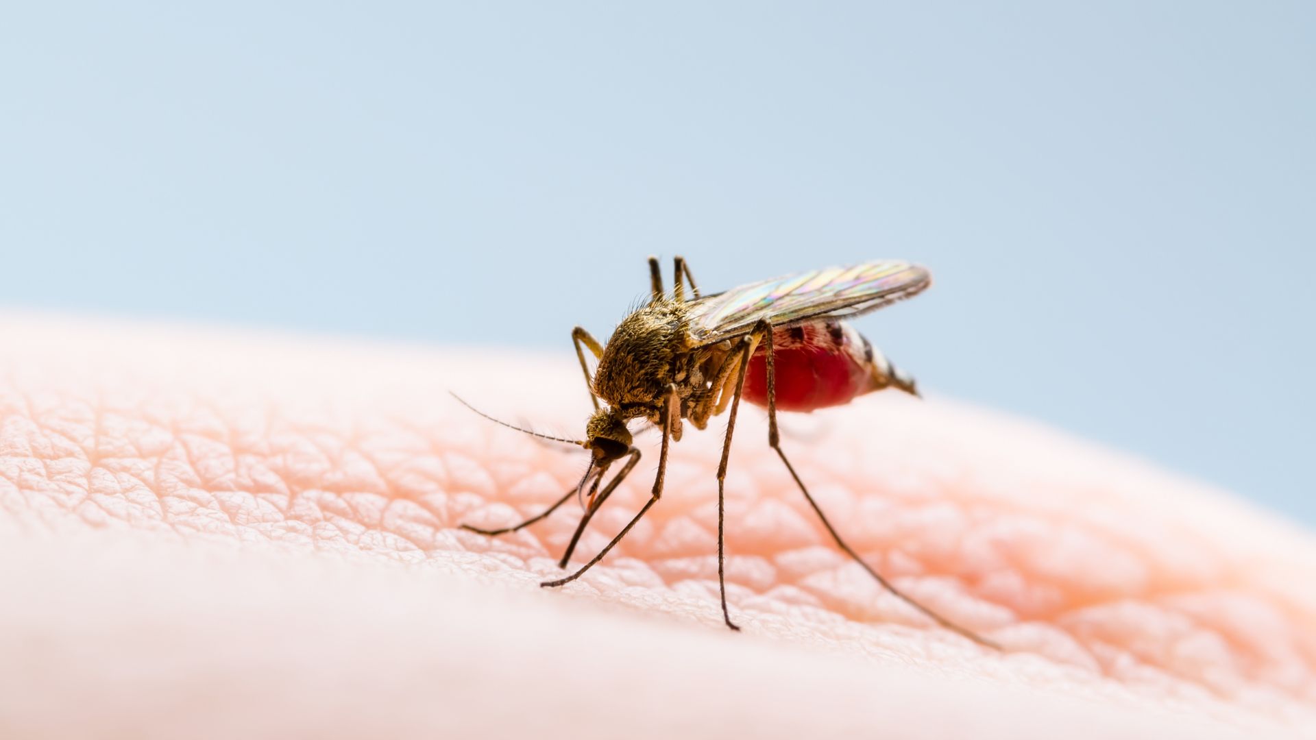 Pourquoi les moustiques vous piquent (ou vous évitent)?