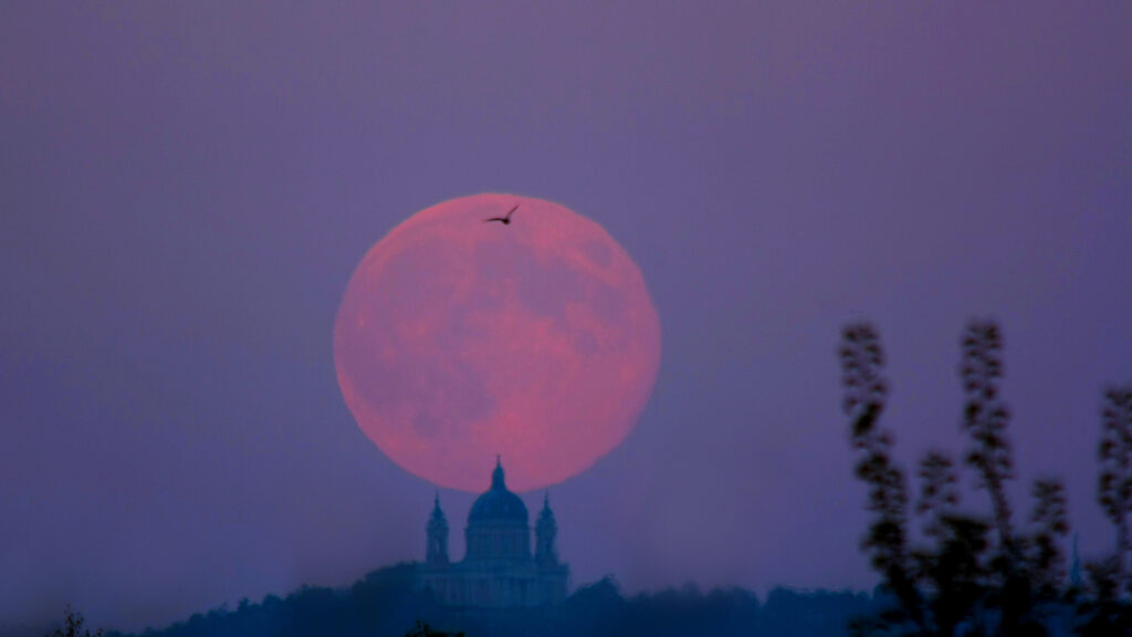 harvest moon
