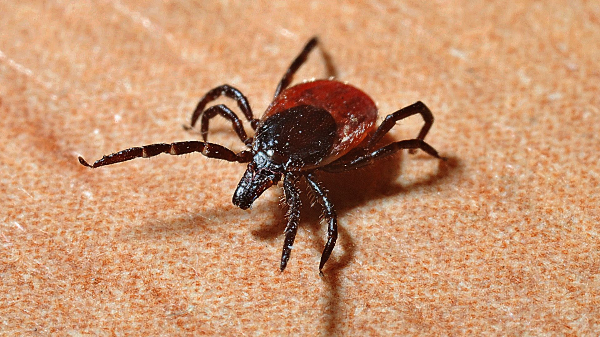 Punaises de lit : pourquoi ces satanés insectes nous aiment-ils autant ?