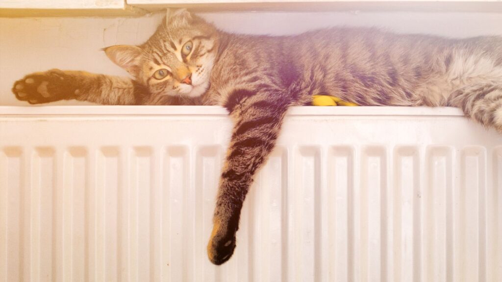chat radiateur chaleur température