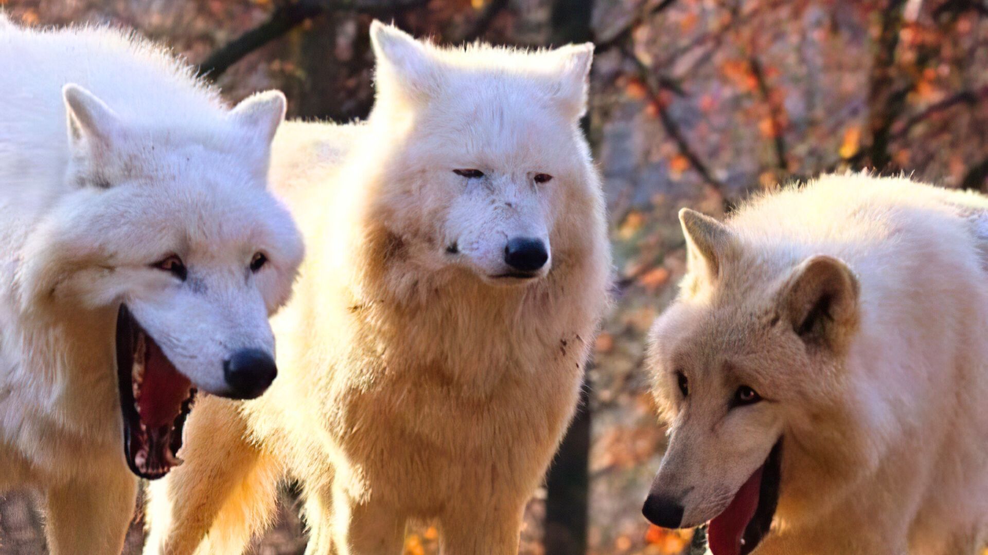 Loups Garous : 10 astuces pour gagner au jeu à tous les coups et démasquer les traitres