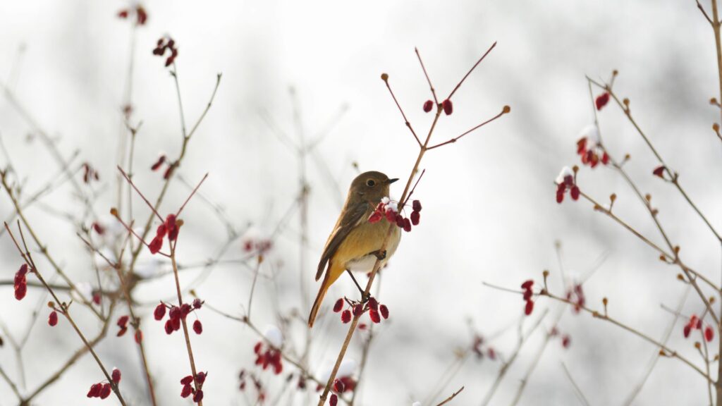Solstice d&rsquo;hiver 2025&nbsp;: pourquoi l&rsquo;hiver ne tombe pas le 21 décembre chaque année