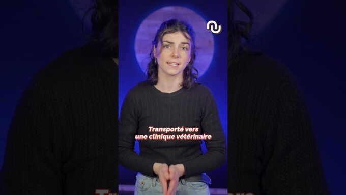 Ce CHAT a été tué par un taxi AUTONOME