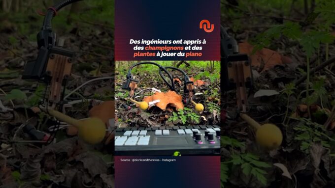 Ces champignons savent jouer du piano !
