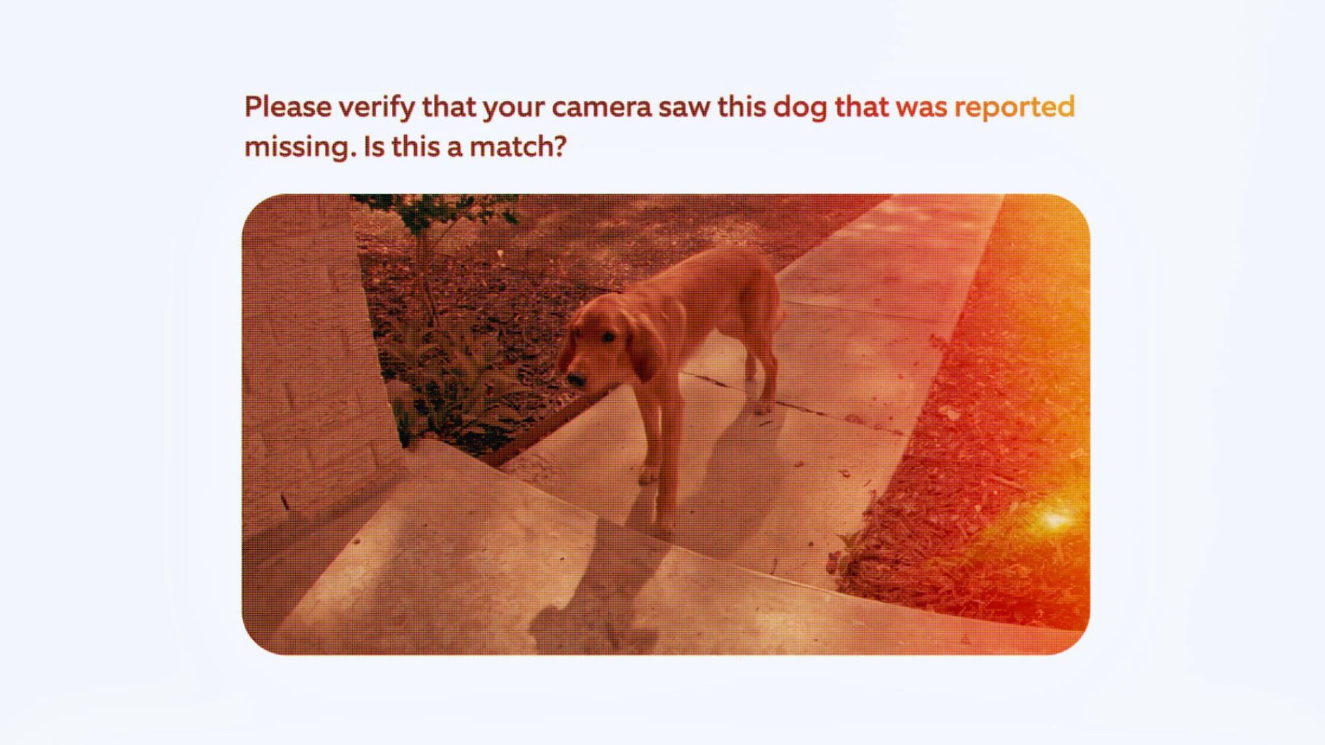 Amazon Ring dévoile une technologie pour retrouver les chiens perdus… et  déclenche une polémique - Numerama